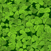 play Four Leaf Clover