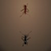 play The Ant Arena