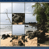 play Drift Wood