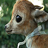 play Baby Deer Coloring