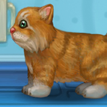 play Cat Care