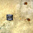 play Angry Tank