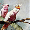 play Pink Parrots Slide Puzzle