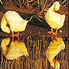 play Funny Ducks Slide Puzzle