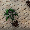 play Super Robo Killer!