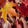 play Autumn Leaves Slider