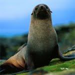 play Hidden Animals - Seal
