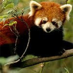 Hidden Animals - Red Pandas