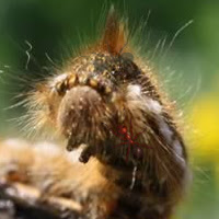 play Hidden Ants