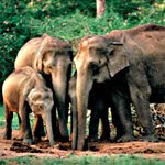play Hidden Animals - Elephants