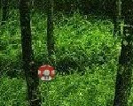 play Mushroom Collector 4
