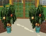 play Egl Greenhouse Escape