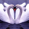 play Fta - Swans