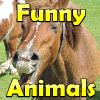 play Sssg - Crystal Hunter Funny Animals