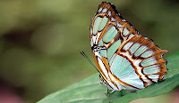 play Butterfly - Hidden Objects
