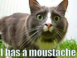 play Lolcat Escape