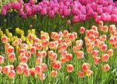 play Sssg Super Sneaky Spy Guy - Botanical Gardens Hunter