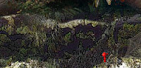 play Wogger Mini Chapter 42