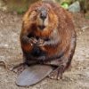 play Beavers Jigsaw