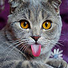 play Jester Cat Slide Puzzle
