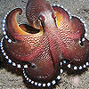 play Star Octopus Slide Puzzle