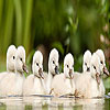 play Sweet Ducks Puzzle