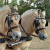 play Norwegian Fjord Horse