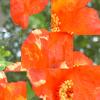 play Flower Jigsaw