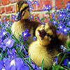 Ducks In The Garden Slide Puzzle