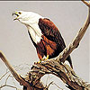 play Old Eagle Slide Puzzle