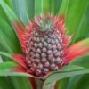 play Pineapple Slider