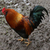 play Jigsaw: Chicken