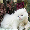 play Sweet White Cat Slide Puzzle