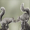 play Squirrels In Love Slide Puzzle