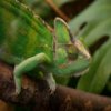 play Lizards Jigsaw