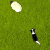 play Sheepdog