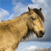 play Dartmoor Pony