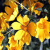 play Jigsaw: Yellow Wildflowers