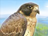 play Brave Falcon