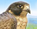play Brave Falcon