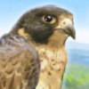 play Brave Falcon