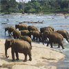 Elephants Bathing