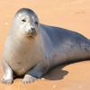 play Jigsaw: Seal