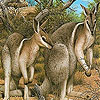 play Coward Kangaroos Slide Puzzle