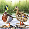 Two Colorful Ducks Slide Puzzle