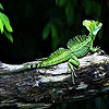 play Green Lizard Slide Puzzle