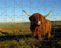 play Highland Cow Jigsaw