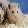 play Hamster Really Cute