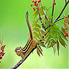 play Acrobat Squirrel Slide Puzzle