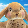 play Super Cute Bunny Dress Up